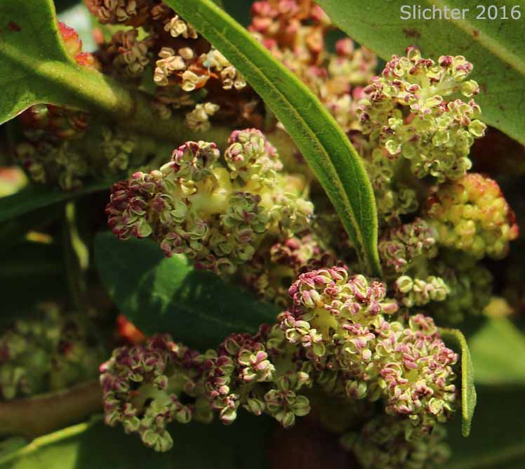 Pacific Bayberry, Pacific Wax Myrtle, Western Wax Myrtle: Myrica californica (Synonyms: Gale californica, Morella californica)