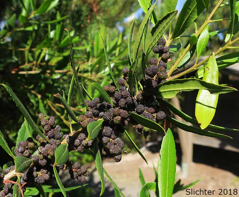 Pacific Bayberry, Pacific Wax Myrtle, Western Wax Myrtle: Myrica californica (Synonyms: Gale californica, Morella californica)
