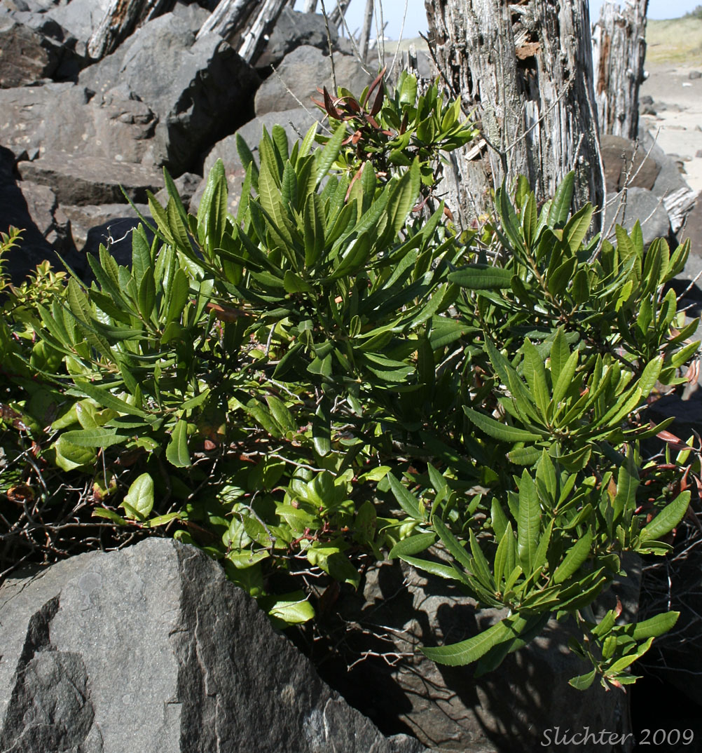 Pacific Bayberry, Pacific Wax Myrtle, Western Wax Myrtle: Myrica californica (Synonyms: Gale californica, Morella californica)