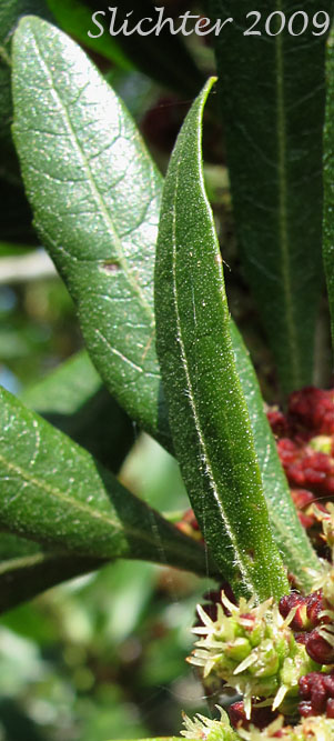 Leaf and inflorescence of Pacific Bayberry, Pacific Wax Myrtle, Western Wax Myrtle: Myrica californica (Synonyms: Gale californica, Morella californica)