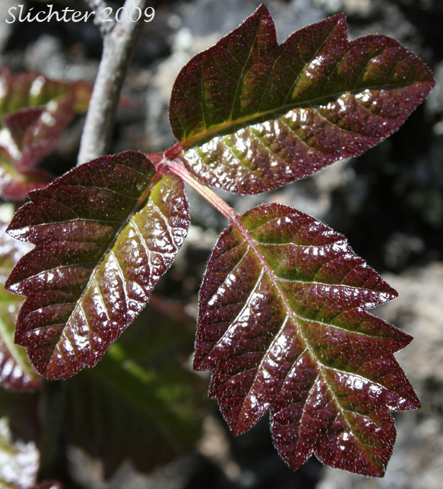Poison Oak, Pacific Poison-oak, Pacific Poison Oak: Toxicodendron diversilobum (Synonyms: Rhus diversiloba, Rhus radicans ssp. diversilobum)
