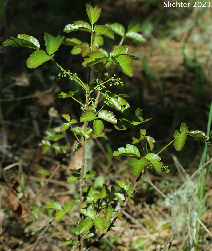 Poison Oak, Pacific Poison-oak, Pacific Poison Oak: Toxicodendron diversilobum (Synonyms: Rhus diversiloba, Rhus radicans ssp. diversilobum)