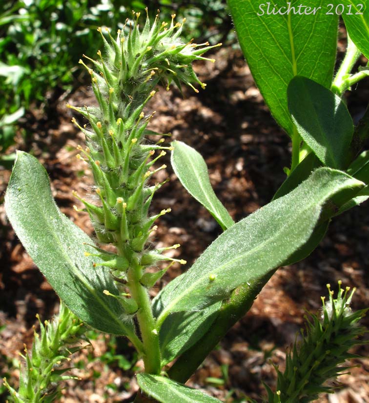 Female catkin and leaves of Eastwood's Willow, Mountain Willow, Sierra Willow, Sierran Willow: Salix eastwoodiae (Synonym: Salix californica)