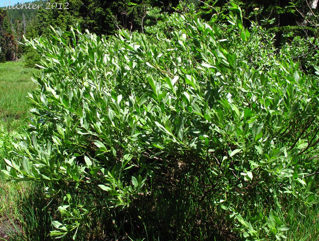 Eastwood's Willow, Mountain Willow, Sierra Willow, Sierran Willow: Salix eastwoodiae (Synonym: Salix californica)