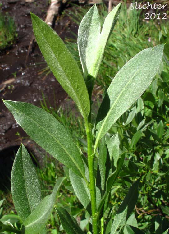 Leaves of Eastwood's Willow, Mountain Willow, Sierra Willow, Sierran Willow: Salix eastwoodiae (Synonym: Salix californica)