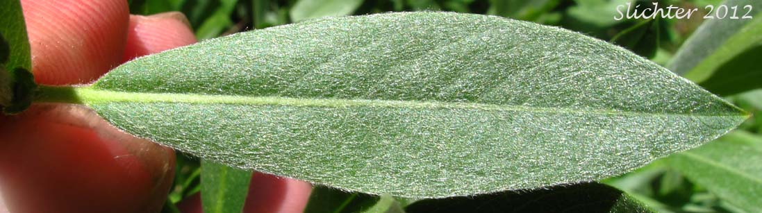 Leaf of Eastwood's Willow, Mountain Willow, Sierra Willow, Sierran Willow: Salix eastwoodiae (Synonym: Salix californica)