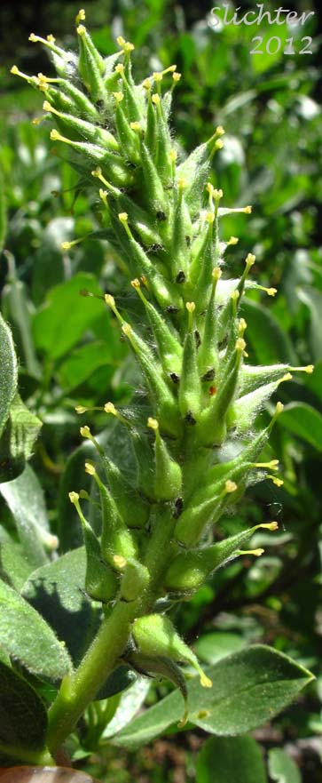 Close-up of a female catkin of Eastwood's Willow, Mountain Willow, Sierra Willow, Sierran Willow: Salix eastwoodiae (Synonym: Salix californica)