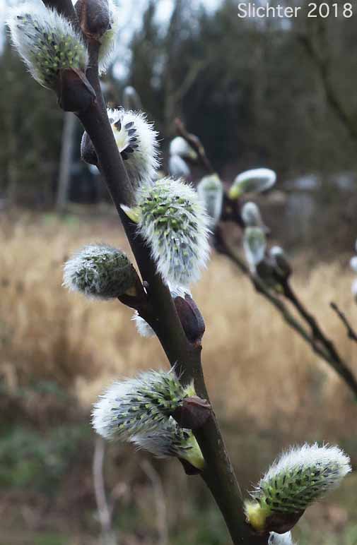 Coastal Willow, Dune Willow, Hooker's Willow: Salix hookeriana (Synonyms: Salix amplifolia, Salix hookeriana var. laurifolia, Salix hookeriana var. tomentosa, Salix piperi)