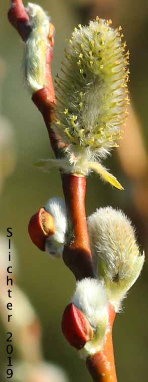 Female catkins of Coastal Willow, Dune Willow, Hooker's Willow: Salix hookeriana (Synonyms: Salix amplifolia, Salix hookeriana var. laurifolia, Salix hookeriana var. tomentosa, Salix piperi)