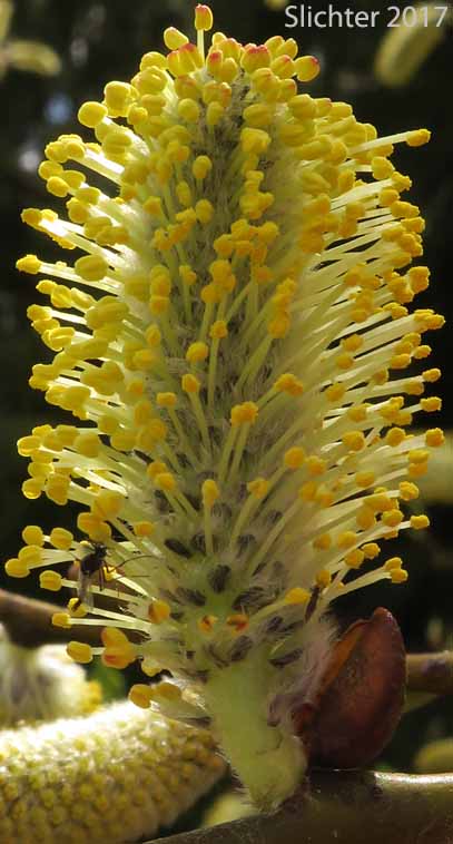 Male catkin of Coastal Willow, Dune Willow, Hooker's Willow: Salix hookeriana (Synonyms: Salix amplifolia, Salix hookeriana var. laurifolia, Salix hookeriana var. tomentosa, Salix piperi)