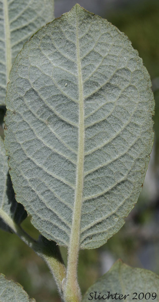Ventral leaf surface of Coastal Willow, Dune Willow, Hooker's Willow: Salix hookeriana (Synonyms: Salix amplifolia, Salix hookeriana var. laurifolia, Salix hookeriana var. tomentosa, Salix piperi)