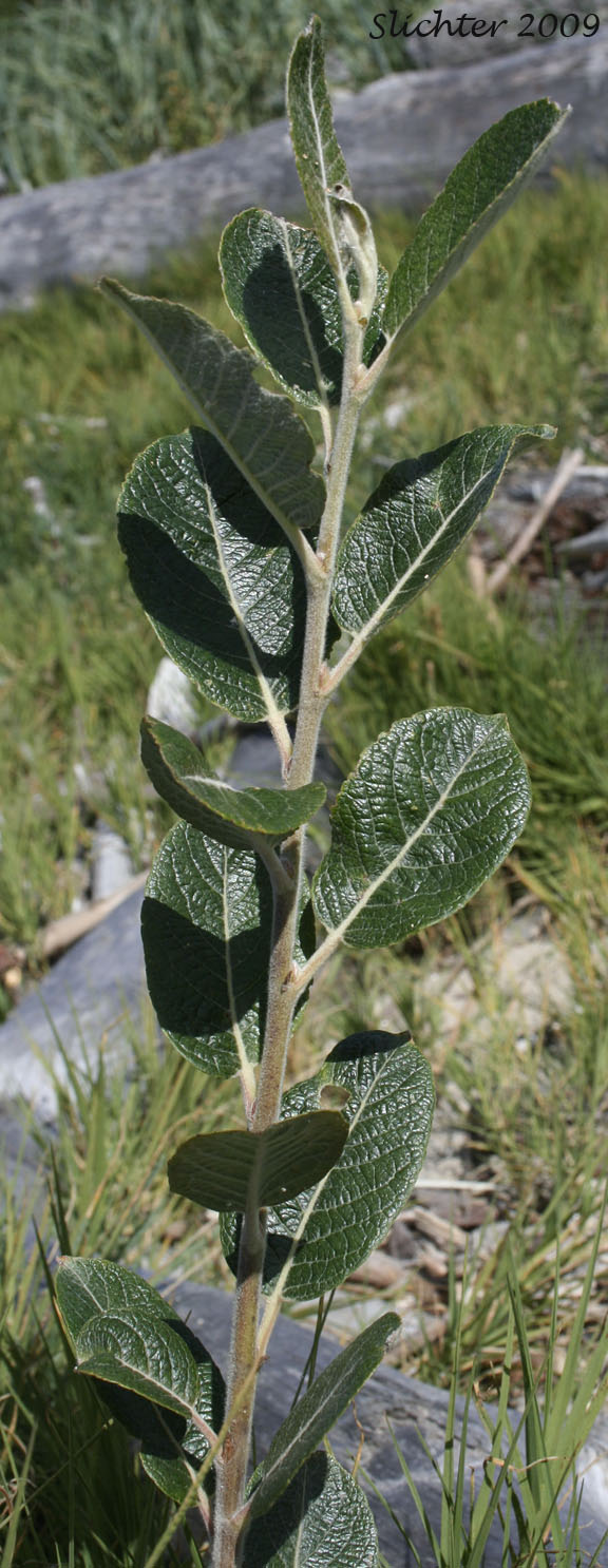 Coastal Willow, Dune Willow, Hooker's Willow: Salix hookeriana (Synonyms: Salix amplifolia, Salix hookeriana var. laurifolia, Salix hookeriana var. tomentosa, Salix piperi)