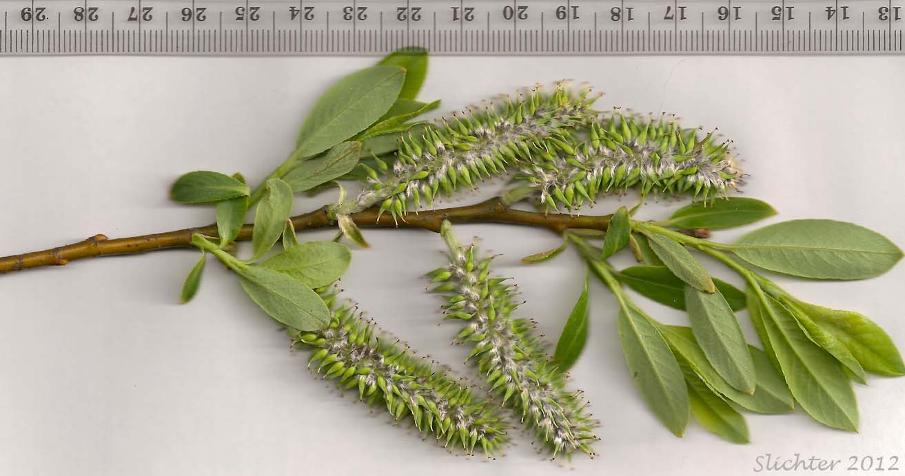 Pistillate catkins and young leaves of Coastal Willow, Dune Willow, Hooker's Willow: Salix hookeriana (Synonyms: Salix amplifolia, Salix hookeriana var. laurifolia, Salix hookeriana var. tomentosa, Salix piperi)