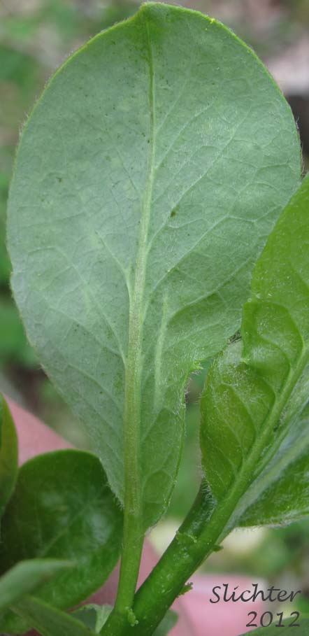 Ventral surface of a young leaf of Coastal Willow, Dune Willow, Hooker's Willow: Salix hookeriana (Synonyms: Salix amplifolia, Salix hookeriana var. laurifolia, Salix hookeriana var. tomentosa, Salix piperi)