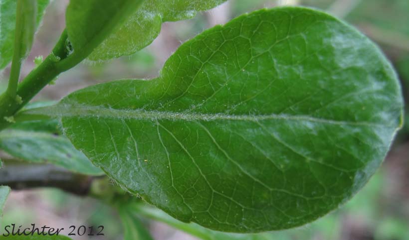 Shiny dorsal surface of a young leaf of Coastal Willow, Dune Willow, Hooker's Willow: Salix hookeriana (Synonyms: Salix amplifolia, Salix hookeriana var. laurifolia, Salix hookeriana var. tomentosa, Salix piperi)