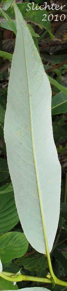 Ventral leaf surface of Pacific Willow: Salix lasiandra var. lasiandra (Synonyms: Salix lasiandra var. abramsii, Salix lasiandra var. lancifolia, Salix lasiandra var. lyallii, Salix lasiandra var. macrophylla, Salix lasiandra var. recomponens, Salix lucida, Salix lucida ssp. lasiandra)