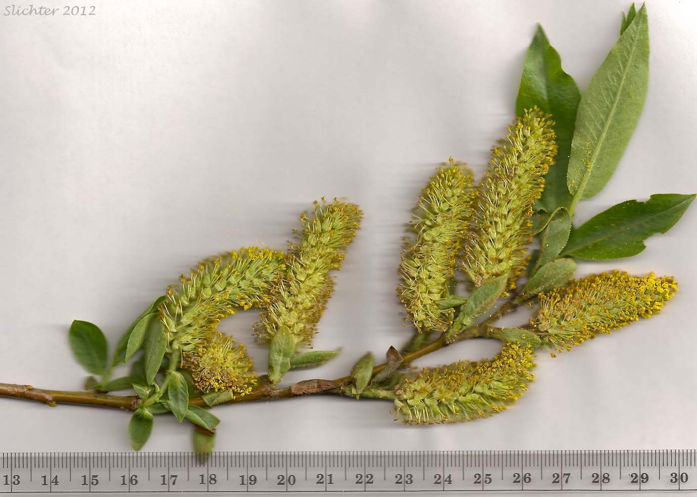 Pacific Willow, Red Willow: Salix lucida ssp. lasiandra (Synonyms: Salix lasiandra, Salix lasiandra var. abramsii, Salix lasiandra var. lancifolia, Salix lasiandra var. lasiandra, Salix lasiandra var. lyallii, Salix lasiandra var. macrophylla, Salix lasiandra var. recomponens)