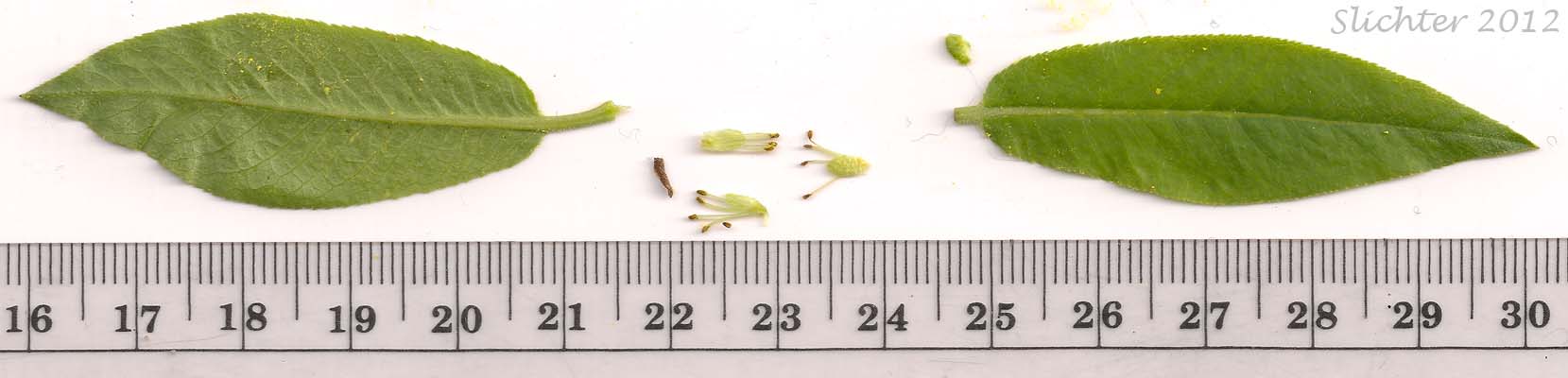 Leaves and staminate flowers of Pacific Willow, Red Willow: Salix lucida ssp. lasiandra (Synonyms: Salix lasiandra, Salix lasiandra var. abramsii, Salix lasiandra var. lancifolia, Salix lasiandra var. lasiandra, Salix lasiandra var. lyallii, Salix lasiandra var. macrophylla, Salix lasiandra var. recomponens)