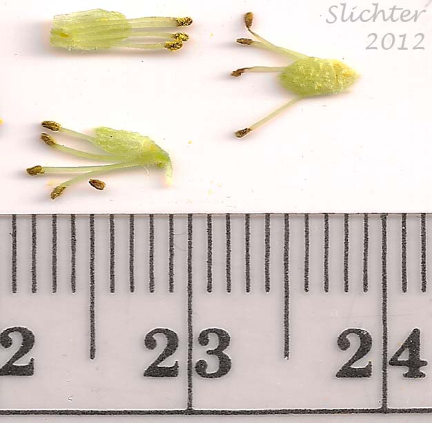 Staminate flowers and bracts of Pacific Willow, Red Willow: Salix lucida ssp. lasiandra (Synonyms: Salix lasiandra, Salix lasiandra var. abramsii, Salix lasiandra var. lancifolia, Salix lasiandra var. lasiandra, Salix lasiandra var. lyallii, Salix lasiandra var. macrophylla, Salix lasiandra var. recomponens)