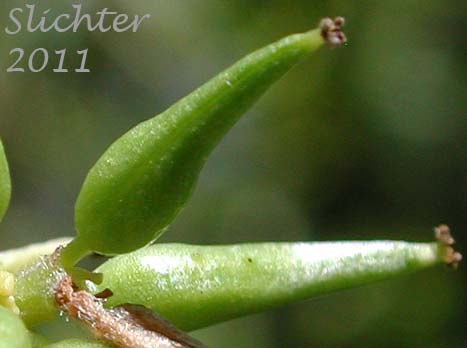 Close-up of a glabrous capsule of Pacific Willow: Salix lasiandra var. lasiandra (Synonyms: Salix lasiandra var. abramsii, Salix lasiandra var. lancifolia, Salix lasiandra var. lyallii, Salix lasiandra var. macrophylla, Salix lasiandra var. recomponens, Salix lucida, Salix lucida ssp. lasiandra)