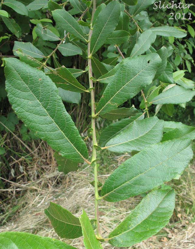 Stem showing several leaves (upper leaf surfaces) of Scouler's Willow: Salix scouleriana (Synonyms: Salix scouleriana var. brachystachys, Salix scouleriana var. coetaenea, Salix scouleriana var. crassijulis, Salix scouleriana var. flavescens, Salix scouleriana var. poikila, Salix scouleriana var. scouleriana, Salix scouleriana var. thompsonii, Salix stagnalis)