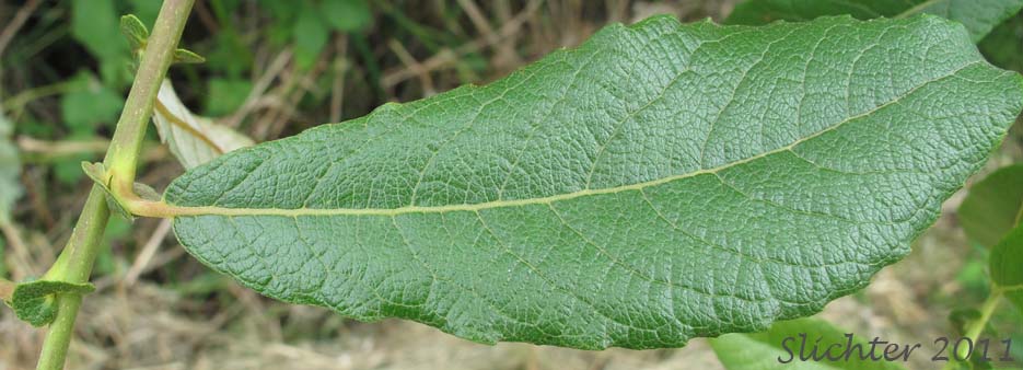 Upper leaf surface of Scouler's Willow: Salix scouleriana (Synonyms: Salix scouleriana var. brachystachys, Salix scouleriana var. coetaenea, Salix scouleriana var. crassijulis, Salix scouleriana var. flavescens, Salix scouleriana var. poikila, Salix scouleriana var. scouleriana, Salix scouleriana var. thompsonii, Salix stagnalis)