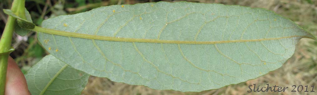 Lower leaf surface of Scouler's Willow: Salix scouleriana (Synonyms: Salix scouleriana var. brachystachys, Salix scouleriana var. coetaenea, Salix scouleriana var. crassijulis, Salix scouleriana var. flavescens, Salix scouleriana var. poikila, Salix scouleriana var. scouleriana, Salix scouleriana var. thompsonii, Salix stagnalis)