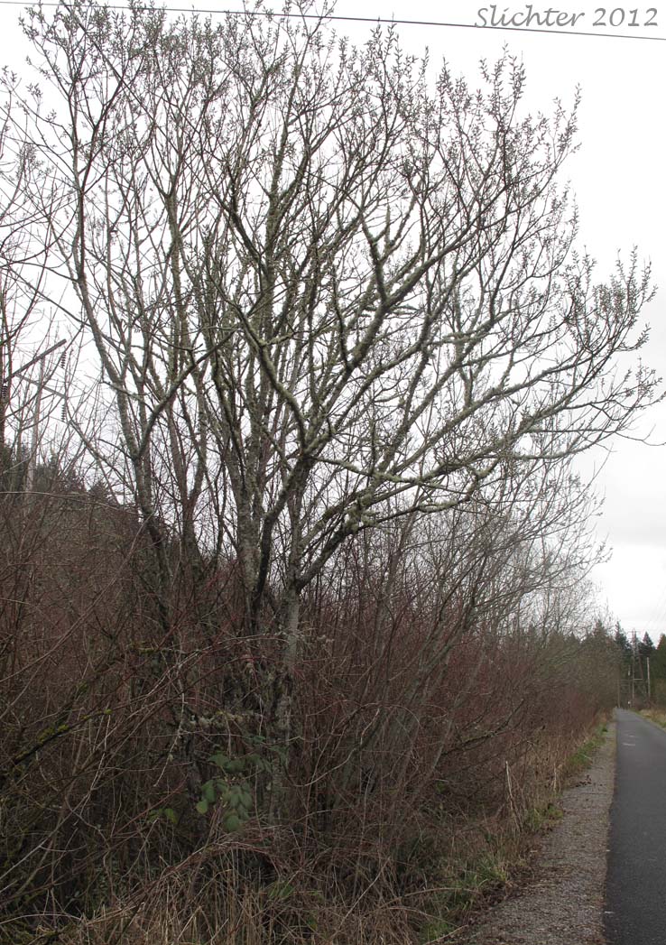 Scouler's Willow: Salix scouleriana (Synonyms: Salix scouleriana var. brachystachys, Salix scouleriana var. coetaenea, Salix scouleriana var. crassijulis, Salix scouleriana var. flavescens, Salix scouleriana var. poikila, Salix scouleriana var. scouleriana, Salix scouleriana var. thompsonii, Salix stagnalis)