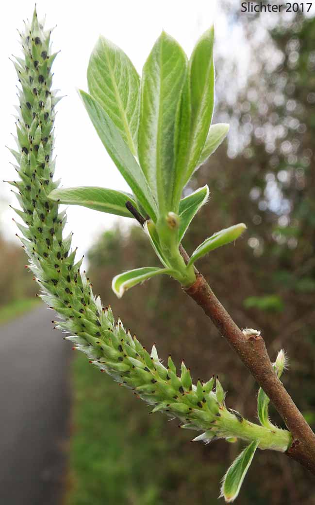 Sitka Willow: Salix sitchensis var. sitchensis (Synonym: Salix coulteri)