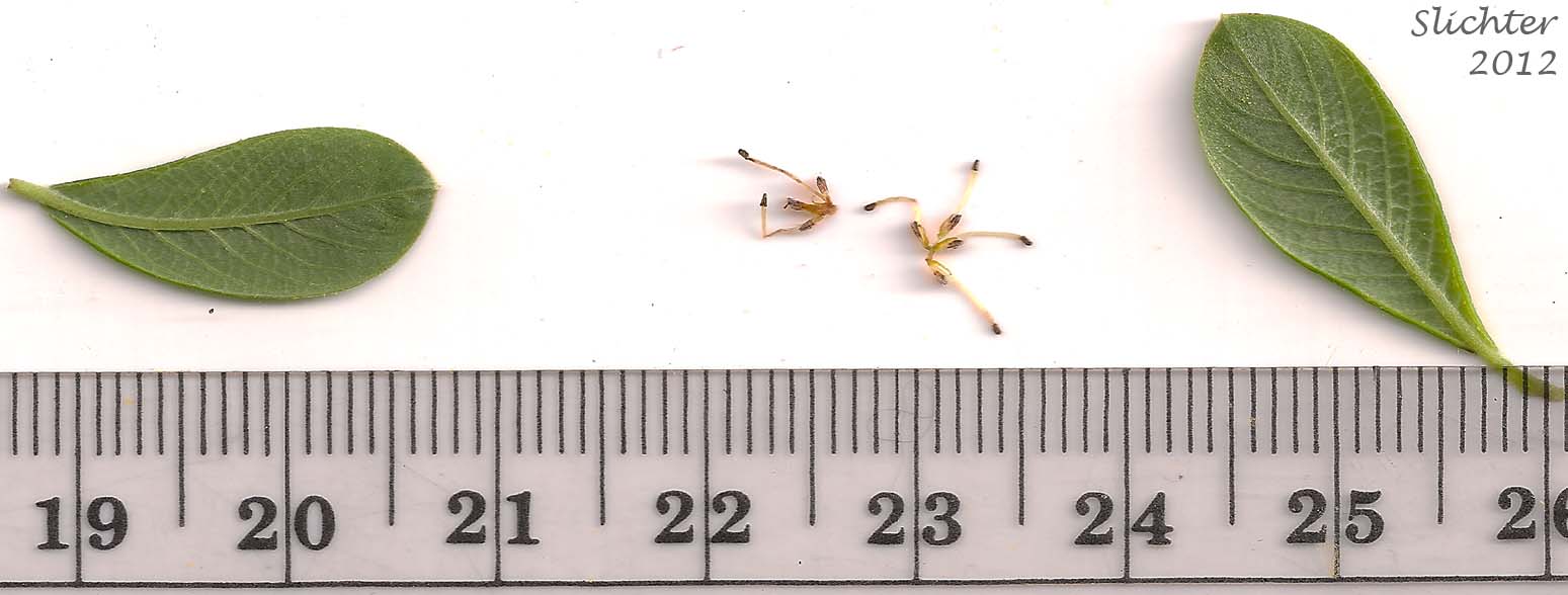Staminate flowers with subtending floral bracts and young leaves of Sitka Willow: Salix sitchensis var. sitchensis(Synonyms: Salix coulteri, Salix cuneata, Salix sitchensis var. congesta, Salix sitchensis var. denudata, Salix sitchensis var. parviflora, Salix sitchensis var. ralphiana, Salix sitchensis var. sitchensis)