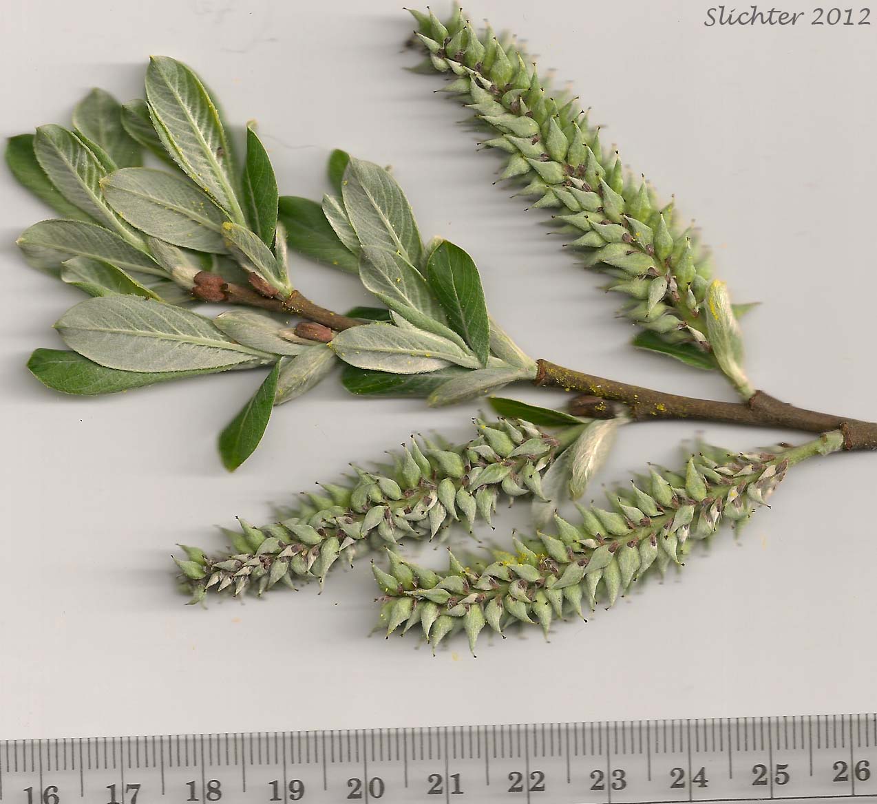 Pistillate catkins and young leaves of Sitka Willow: Salix sitchensis var. sitchensis(Synonyms: Salix coulteri, Salix cuneata, Salix sitchensis var. congesta, Salix sitchensis var. denudata, Salix sitchensis var. parviflora, Salix sitchensis var. ralphiana, Salix sitchensis var. sitchensis)