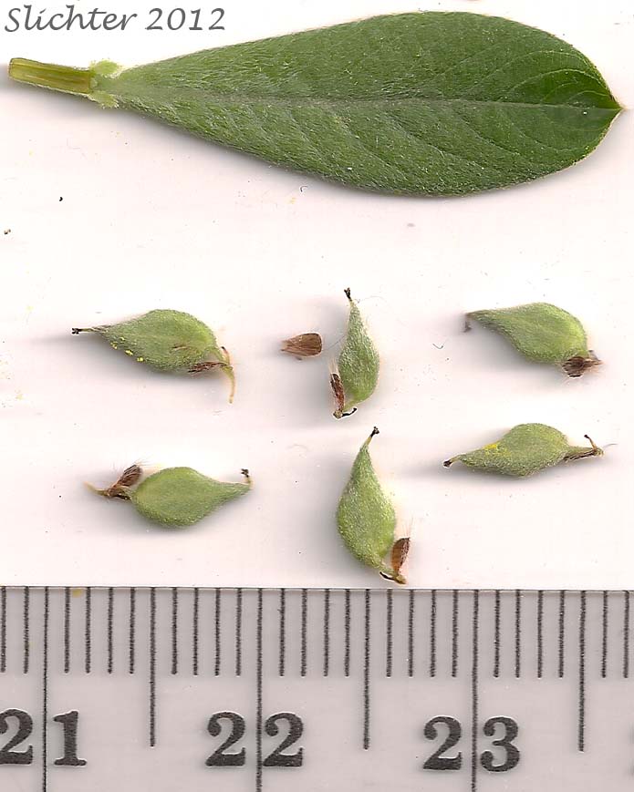 Young leaves and the hairy pistils and subtending floral bracts of Sitka Willow: Salix sitchensis var. sitchensis(Synonyms: Salix coulteri, Salix cuneata, Salix sitchensis var. congesta, Salix sitchensis var. denudata, Salix sitchensis var. parviflora, Salix sitchensis var. ralphiana, Salix sitchensis var. sitchensis)