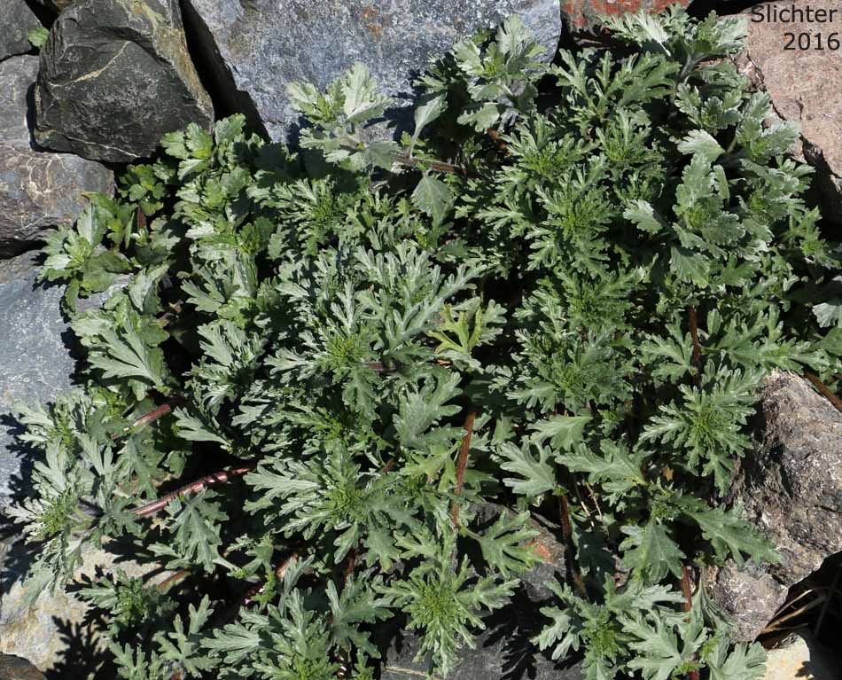 Beach-bur, Cutleaf Beach Bur, Cutleaf Beach Bur, Silver Beachweed, Silver Bur Ragweed: Ambrosia chamissonis var. bipinnatisecta (Synonyms: Franseria chamissonis ssp. bipinnatisecta, Franseria chamissonis var. bipinnatisecta)