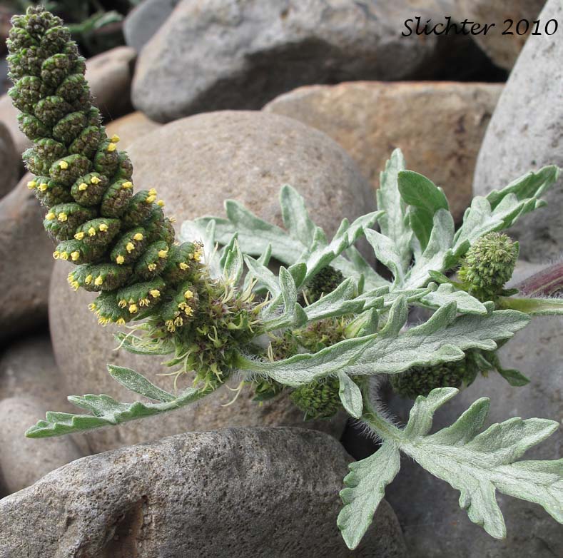 Cutleaf Beach Bur, Cutleaf Beach Bur: Ambrosia chamissonis var. bipinatisecta (Synonym: Franseria chamissonis var. bipinnatisecta)