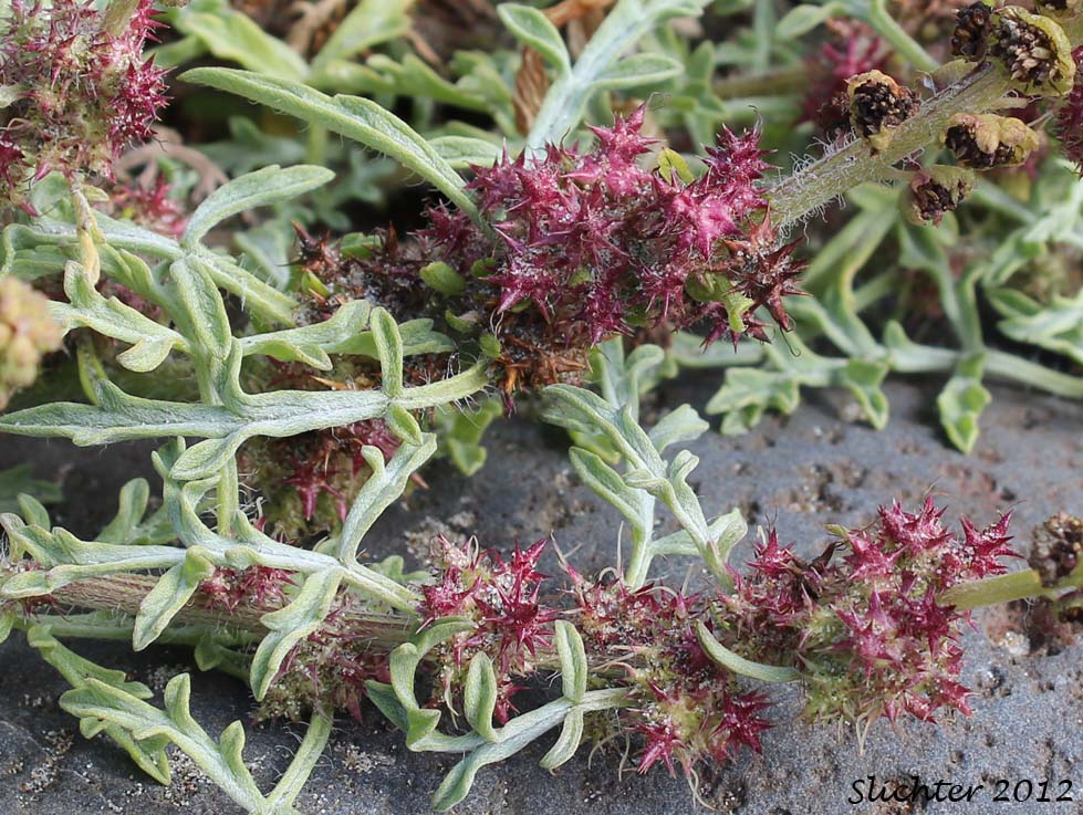Beach-bur, Cutleaf Beach Bur, Cutleaf Beach Bur, Silver Beachweed, Silver Bur Ragweed: Ambrosia chamissonis (Synonyms: Ambrosia chamissonis var. bipinnatisecta, Franseria chamissonis, Franseria chamissonis ssp. bipinnatisecta, Franseria chamissonis var. bipinnatisecta)