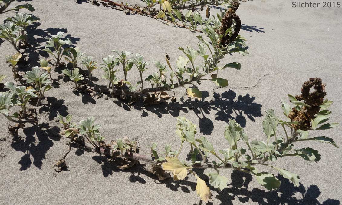 Beach Bur, Silver Beachweed: Ambrosia chamissonis var. chamissonis (Synonyms: Franseria chamissonis ssp. chamissonis, Franseria chamissonis var. chamissonis)