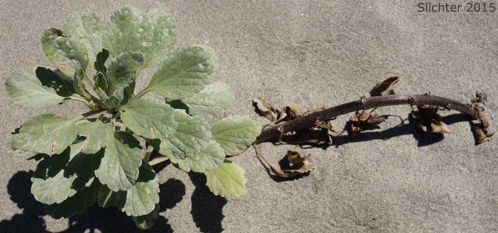 Beach Bur, Silver Beachweed: Ambrosia chamissonis var. chamissonis (Synonyms: Franseria chamissonis ssp. chamissonis, Franseria chamissonis var. chamissonis)