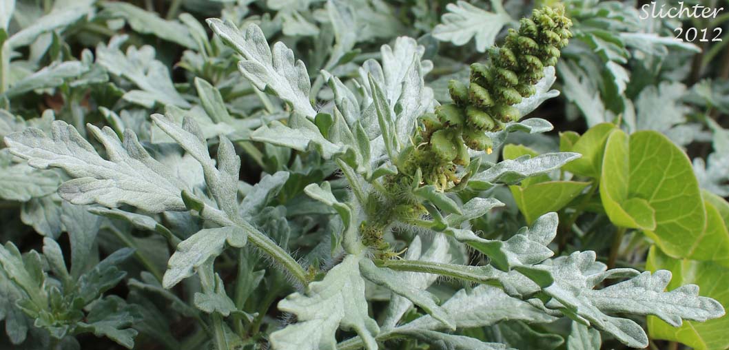 Beach-bur, Cutleaf Beach Bur, Cutleaf Beach Bur, Silver Beachweed, Silver Bur Ragweed: Ambrosia chamissonis (Synonyms: Ambrosia chamissonis var. bipinnatisecta, Franseria chamissonis, Franseria chamissonis ssp. bipinnatisecta, Franseria chamissonis var. bipinnatisecta)