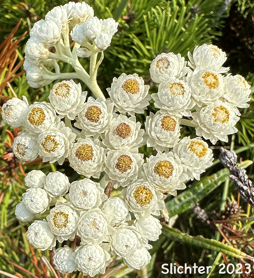 Inflorescence of Pearly Everlasting, Western Pearly Everlasting: Anaphalis margaritacea (Synonyms: Anaphalis margaritacea var. occidentalis, Anaphalis margaritacea var. subalpina, Gnaphalium margaritaceum)