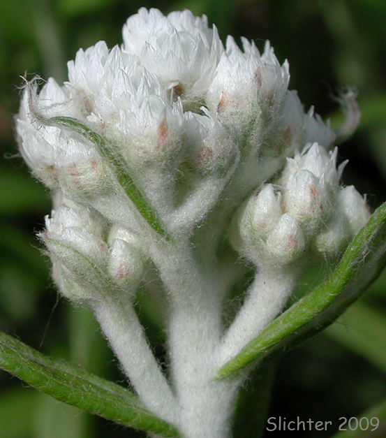 Pearly Everlasting, Western Pearly Everlasting: Anaphalis margaritacea (Synonyms: Anaphalis margaritacea var. occidentalis, Anaphalis margaritacea var. subalpina, Gnaphalium margaritaceum)
