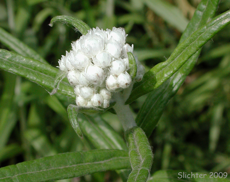 Pearly Everlasting, Western Pearly Everlasting: Anaphalis margaritacea (Synonyms: Anaphalis margaritacea var. occidentalis, Anaphalis margaritacea var. subalpina, Gnaphalium margaritaceum)