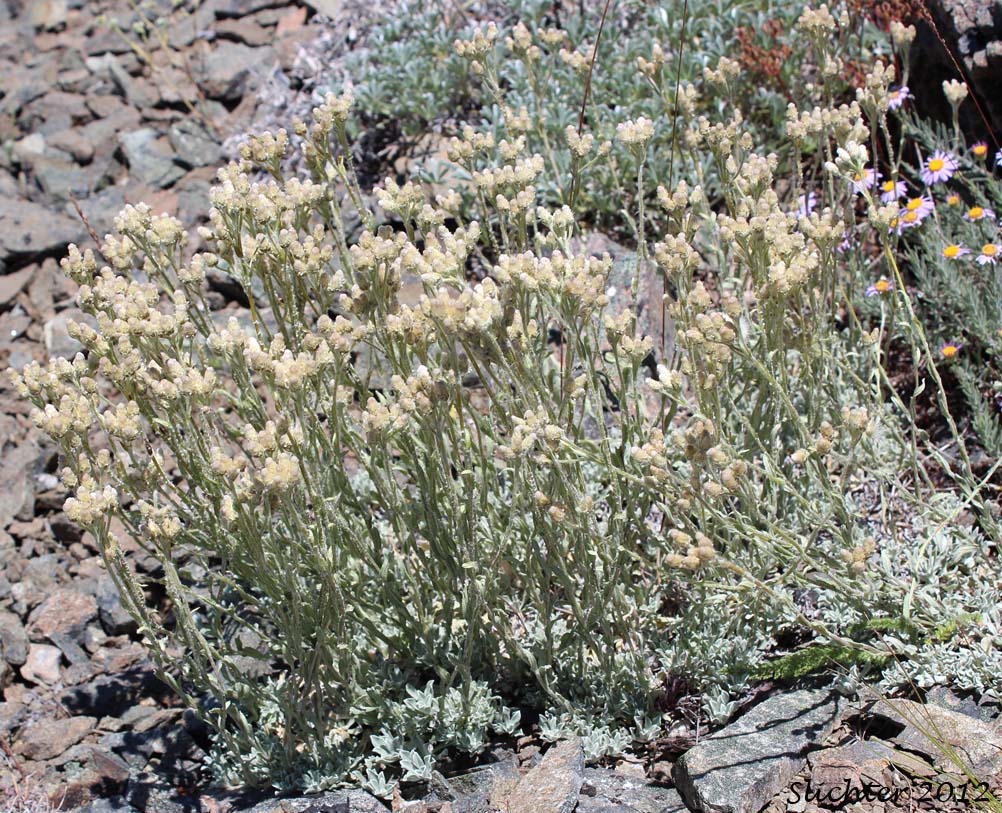 Silvery Pussytoes, Silvery Everlasting: Antennaria argentea