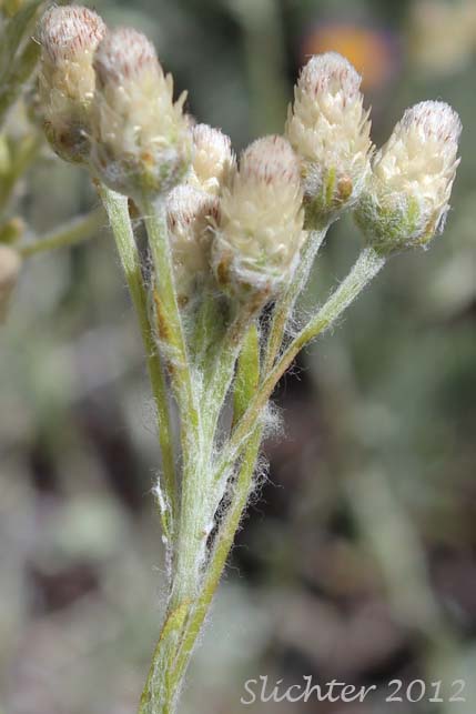 Flower heads of Silvery Pussytoes, Silvery Everlasting: Antennaria argentea
