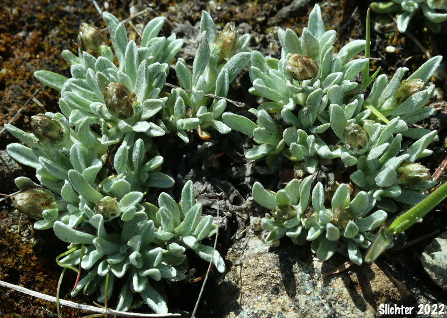 Low Pussytoes, Cushion Pussytoes, Two-form Pussytoes: Antennaria dimorpha (Synonyms: Antennaria dimorpha var. dimorpha, Antennaria dimorpha var. integra, Antennaria dimorpha var. macrocephala, Antennaria dimorpha var. nuttallii, Antennaria latisquama, Antennaria macrocephala, Gnaphalium dimorphum)