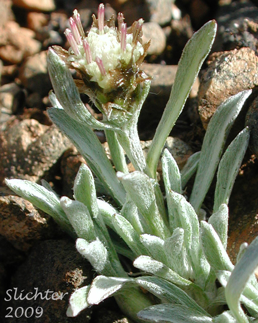 Low Pussytoes, Cushion Pussytoes, Two-form Pussytoes: Antennaria dimorpha (Synonyms: Antennaria dimorpha var. dimorpha, Antennaria dimorpha var. integra, Antennaria dimorpha var. macrocephala, Antennaria dimorpha var. nuttallii, Antennaria latisquama, Antennaria macrocephala, Gnaphalium dimorphum)