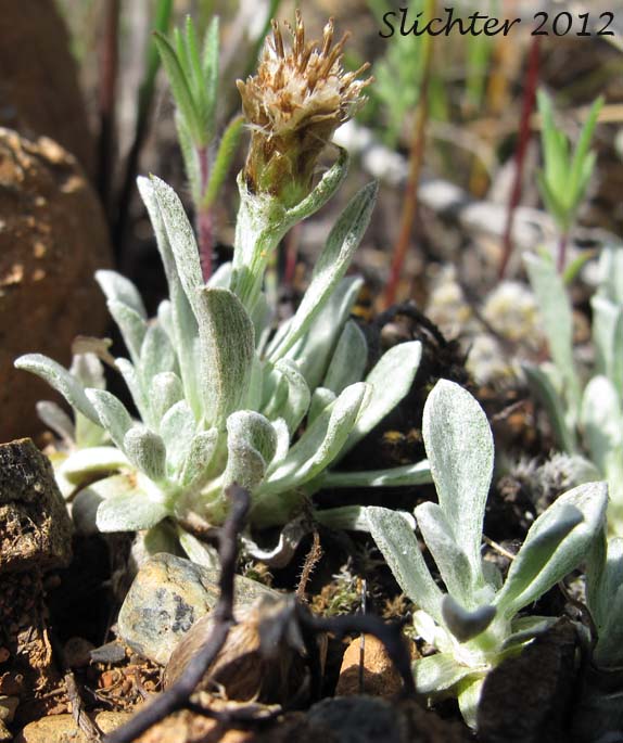 Low Pussytoes, Cushion Pussytoes, Two-form Pussytoes: Antennaria dimorpha (Synonyms: Antennaria dimorpha var. dimorpha, Antennaria dimorpha var. integra, Antennaria dimorpha var. macrocephala, Antennaria dimorpha var. nuttallii, Antennaria latisquama, Antennaria macrocephala, Gnaphalium dimorphum)