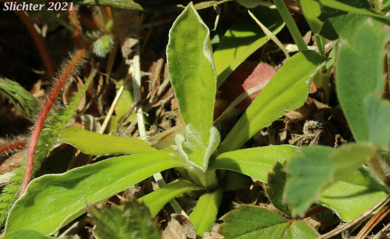 Howell's Pussytoes, Field Pussy-toes: Antennaria howellii ssp. howellii (Synonym: Antennaria neglecta var. howellii)