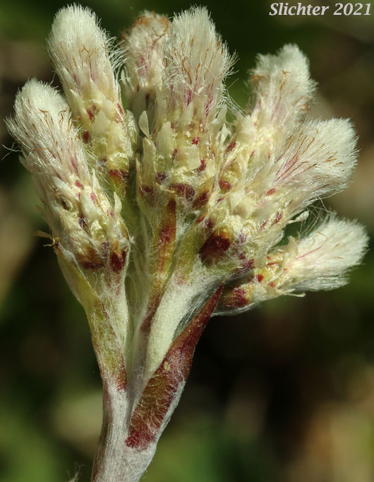 Howell's Pussytoes, Field Pussy-toes: Antennaria howellii ssp. howellii (Synonym: Antennaria neglecta var. howellii)