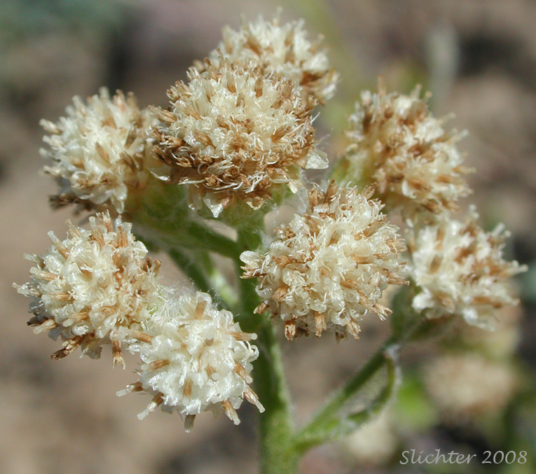 Inflorescence of Howell's Pussytoes, Field Pussy-toes: Antennaria howellii ssp. howellii (Synonym: Antennaria neglecta var. howellii)
