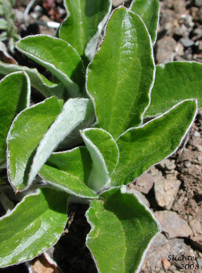 Basal leaves of Howell's Pussytoes, Field Pussy-toes: Antennaria howellii ssp. howellii (Synonym: Antennaria neglecta var. howellii)